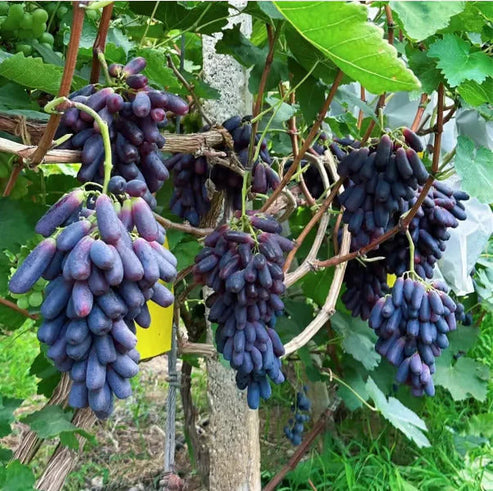[ SEEDS ONLY ]🍇 High-Quality Sweet Sapphire Grapes Seeds🍇✨ 98% Germination（High Yield) 🌱
