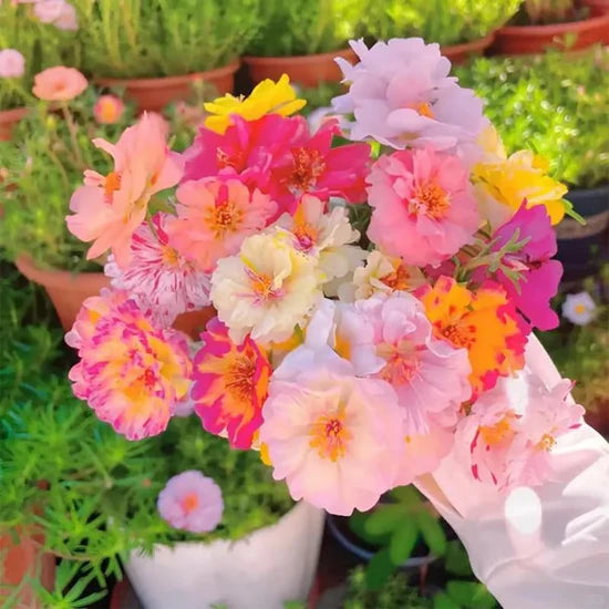 💫🌸BUY 1 GET 1 FREE | Moss Rose🌿Perennial Flower Seeds With Plant Growth Supplement