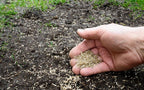 All Seasons Evergreen Grass Seeds | Fast Germination | Year-Round Beautiful Green Lawn | 🔥Buy 1 Get 1 Free🔥