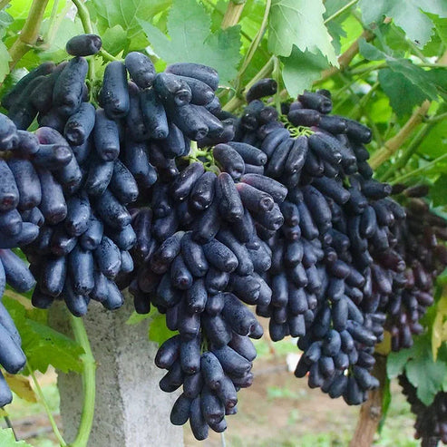 [ SEEDS ONLY ]🍇 High-Quality Sweet Sapphire Grapes Seeds🍇✨ 98% Germination（High Yield) 🌱