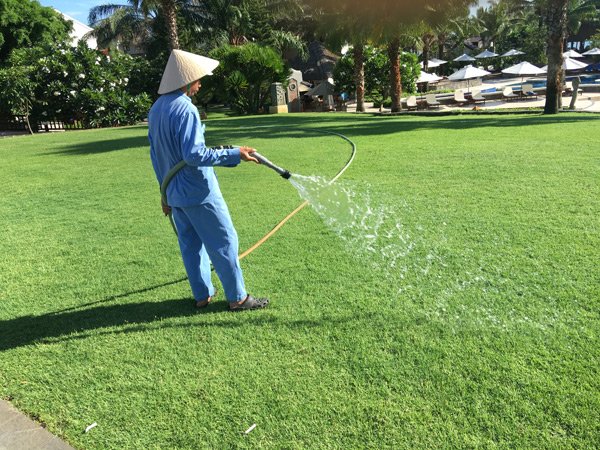 All Seasons Evergreen Grass Seeds | Fast Germination | Year-Round Beautiful Green Lawn | 🔥Buy 1 Get 1 Free🔥