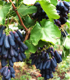 [ SEEDS ONLY ]🍇 High-Quality Sweet Sapphire Grapes Seeds🍇✨ 98% Germination（High Yield) 🌱