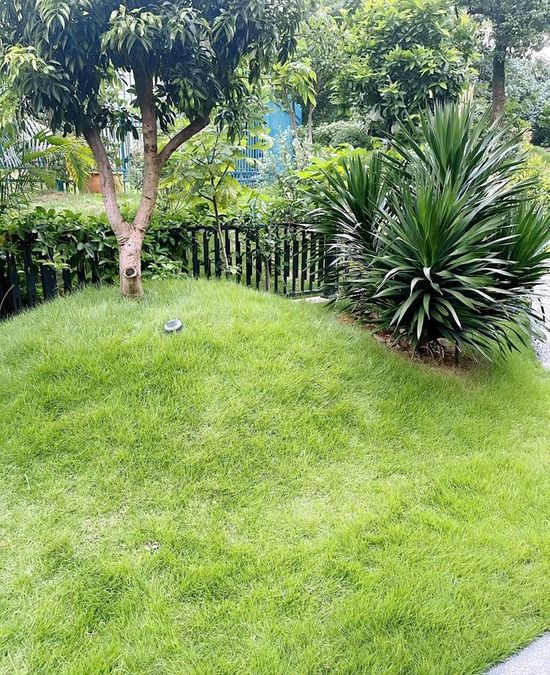 All Seasons Evergreen Grass Seeds | Fast Germination | Year-Round Beautiful Green Lawn | 🔥Buy 1 Get 1 Free🔥
