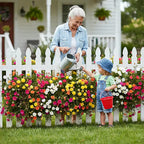 💫🌸BUY 1 GET 1 FREE | Moss Rose🌿Perennial Flower Seeds With Plant Growth Supplement