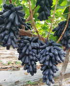 [ SEEDS ONLY ]🍇 High-Quality Sweet Sapphire Grapes Seeds🍇✨ 98% Germination（High Yield) 🌱