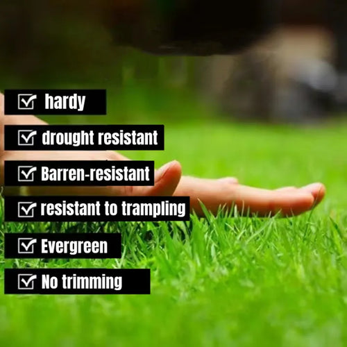 All Seasons Evergreen Grass Seeds | Fast Germination | Year-Round Beautiful Green Lawn | 🔥Buy 1 Get 1 Free🔥