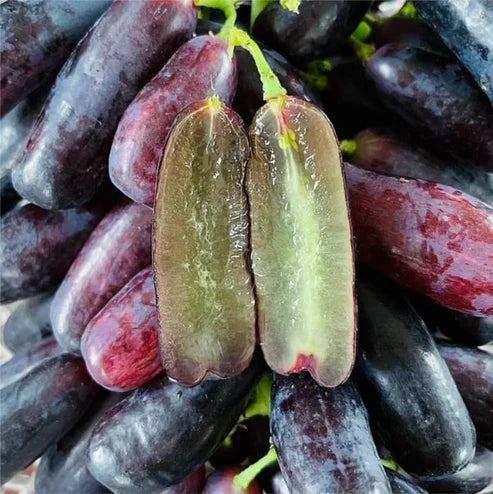 [ SEEDS ONLY ]🍇 High-Quality Sweet Sapphire Grapes Seeds🍇✨ 98% Germination（High Yield) 🌱