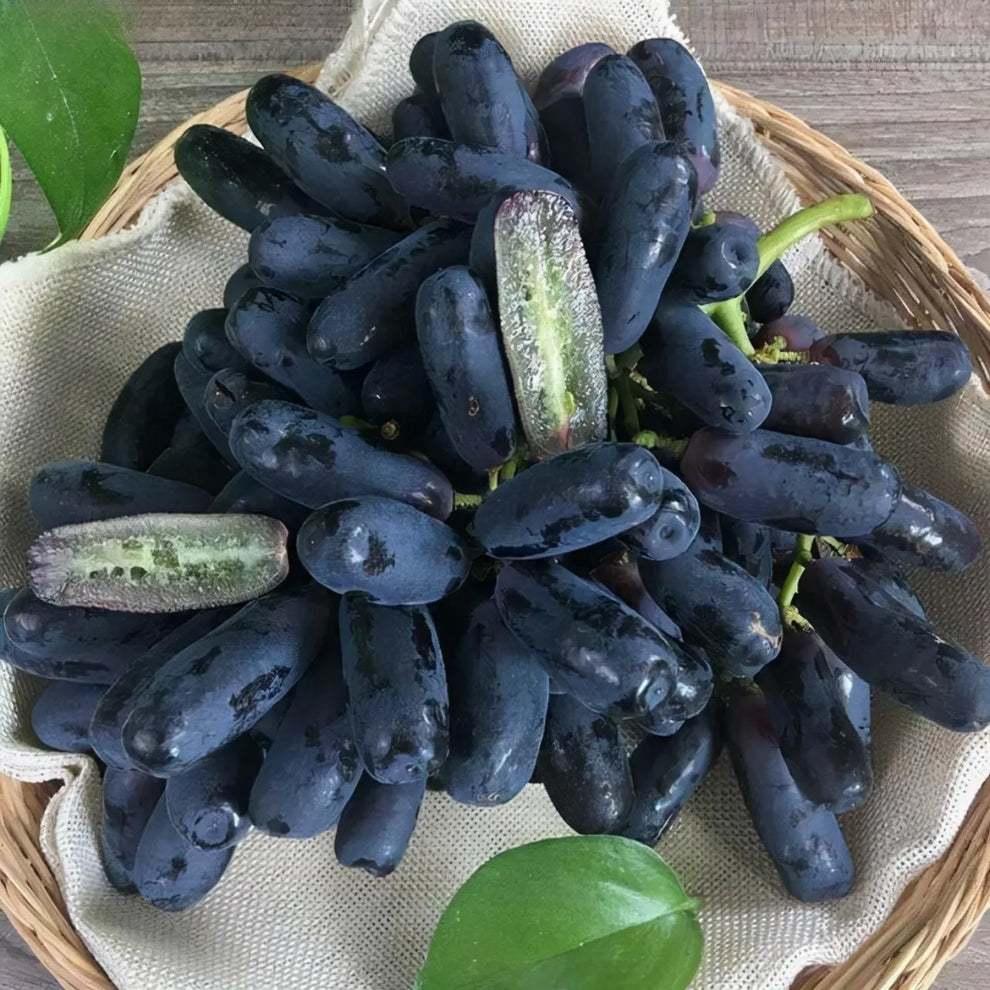 [ SEEDS ONLY ]🍇 High-Quality Sweet Sapphire Grapes Seeds🍇✨ 98% Germination（High Yield) 🌱