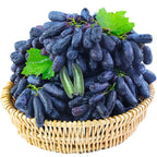 [ SEEDS ONLY ]🍇 High-Quality Sweet Sapphire Grapes Seeds🍇✨ 98% Germination（High Yield) 🌱