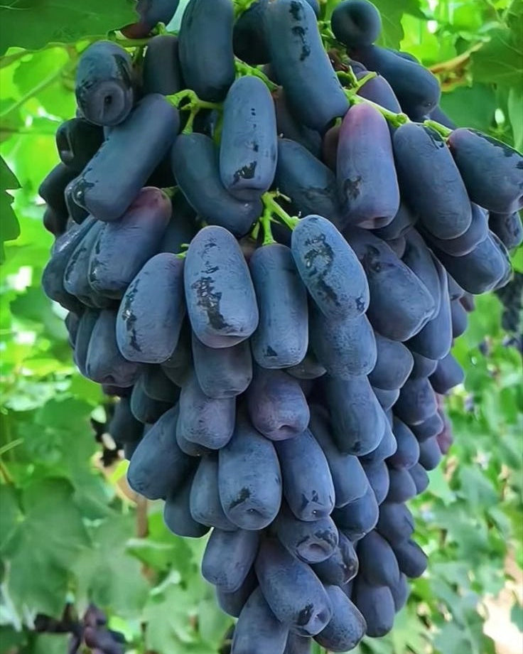 [ SEEDS ONLY ]🍇 High-Quality Sweet Sapphire Grapes Seeds🍇✨ 98% Germination（High Yield) 🌱