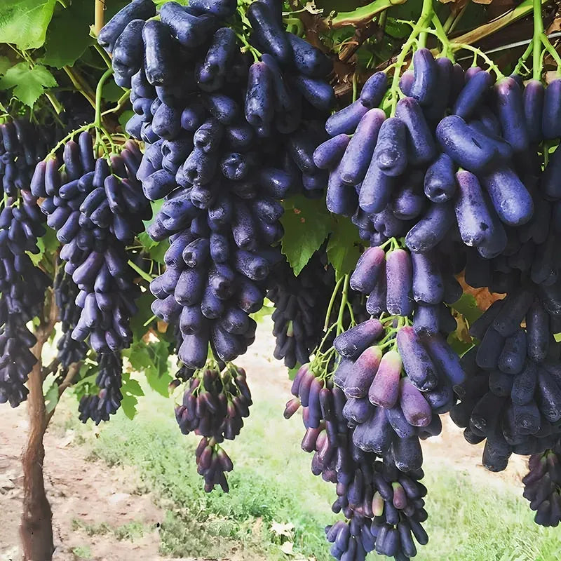 [ SEEDS ONLY ]🍇 High-Quality Sweet Sapphire Grapes Seeds🍇✨ 98% Germination（High Yield) 🌱
